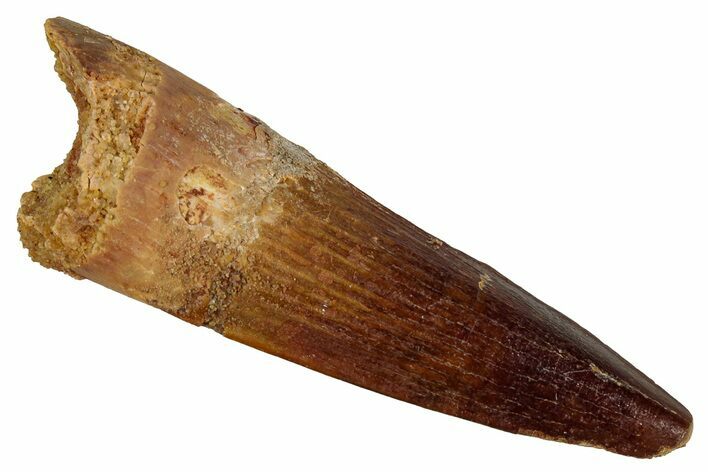 Fossil Spinosaurus Tooth - Real Dinosaur Tooth #354782